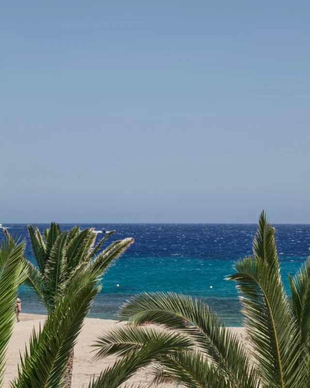 That’s not a filter—that’s Agrari serving up saturated blues and sun-drenched palms.
Wander down, towel in hand. Paradise is literally a few steps away.
.
.
.#MyconianSunrise #SunriseMykonos #SunriseBeachHotelMykonos #SunriseHotelMykonos #SunriseHotelAgrari #mykonoshotel #mykonosisland #summertime #slowandsimpledays #poollife #booklove #summerflavors #vacationmode #MyconianCollection